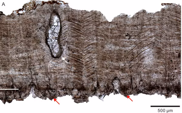 Hai quả trứng mới được phát hiện đều không giữ được lớp vỏ ngoài cùng cũng như "xác ướp" của một con khủng long non nào nhưng một quả - có lẽ đã bị hỏng từ khi được đẻ ra - vô tình trở thành một mẫu vật đẹp mắt bởi bên trong được lấp đầy bởi tinh thể canxit nên lấp lánh như một khối ngọc quý.