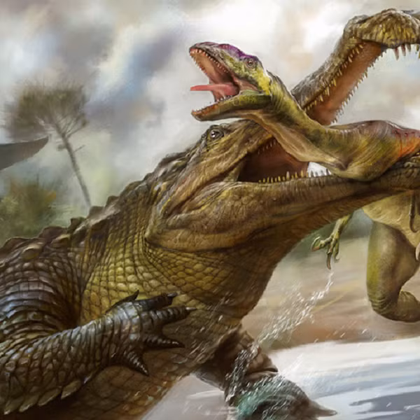 Sarcosuchus là một loài siêu cá sấu thời tiền sử, sau khi phân tích và mô phỏng tỷ lệ hộp sọ với cơ thể theo tỷ lệ của cá sấu Ấn Độ và các loài cá sấu nước mặn, các nhà nghiên cứu thấy rằng với mẫu hóa thạch hộp sọ của cá thể lớn nhất được tìm thấy (dài 1,6 mét) thì chúng sẽ sở hữu chiều dài cơ thể lên tới 11,65 mét và nặng khoảng 8 tấn.