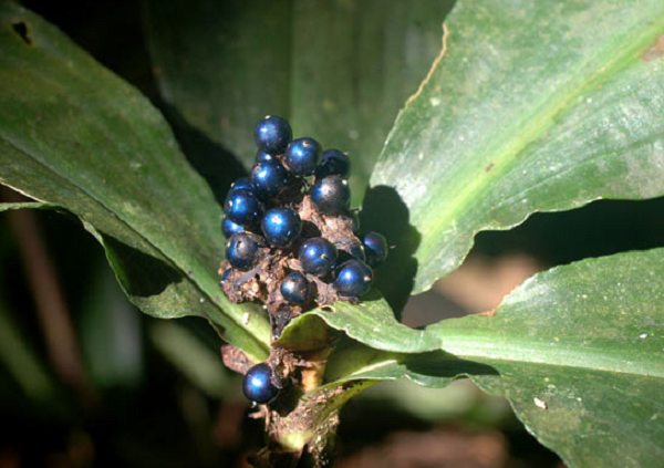 Màu sắc của loại quả này không được tạo ra từ sắc tố thông thường, thay vào đó là một loại cấu trúc tế bào độc đáo, có thể phản chiếu ánh sáng và tạo ra hiệu ứng hình ảnh tuyệt đẹp.