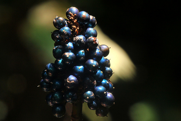 Khi ánh sáng chiếu vào quả mọng, một số trong số đó bị phản xạ. Về cơ bản, các chùm ánh sáng phản xạ khuếch đại lẫn nhau để tạo ra màu xanh lam lung linh tuyệt đẹp này.