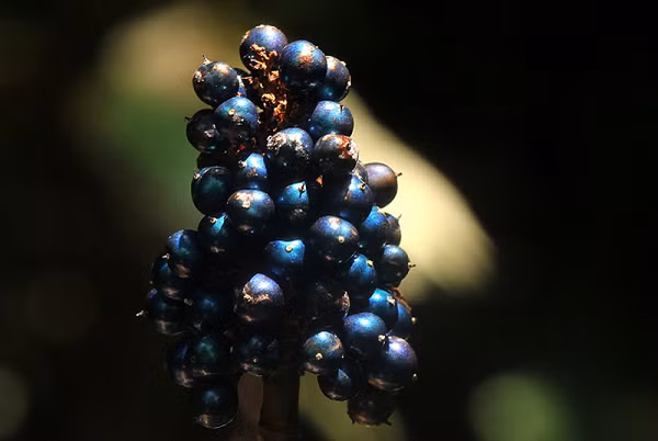 Khi ánh sáng chiếu vào quả mọng, một số trong số đó bị phản xạ. Về cơ bản, các chùm ánh sáng phản xạ khuếch đại lẫn nhau để tạo ra màu xanh lam lung linh tuyệt đẹp này.