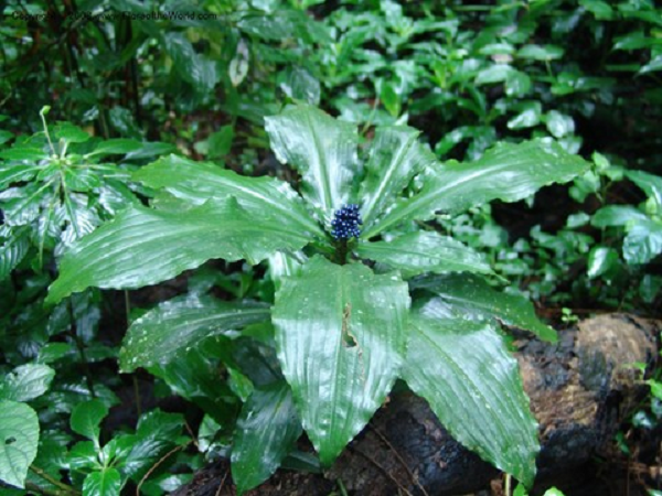 Màu sắc đậm khiến trái cây trở nên hấp dẫn đối với một số loài chim mặc dù không có giá trị dinh dưỡng. Đôi khi, những con chim trang trí tổ của chúng bằng quả mọng, về lâu dài sẽ giúp phân tán hạt.