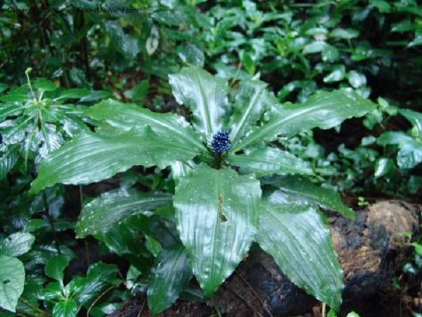 Màu sắc đậm khiến trái cây trở nên hấp dẫn đối với một số loài chim mặc dù không có giá trị dinh dưỡng. Đôi khi, những con chim trang trí tổ của chúng bằng quả mọng, về lâu dài sẽ giúp phân tán hạt.