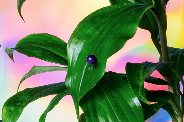 Các nhà khoa học gọi loại màu này là "màu cấu trúc". Nó có thể được quan sát thấy ở nhiều loài động vật khác nhau, điển hình là ở loài chim công, chúng có lông màu nâu nhưng phản chiếu ánh sáng để tạo ra màu xanh lam, xanh ngọc, xanh lục, cũng như một số loài bướm và bọ cánh cứng.