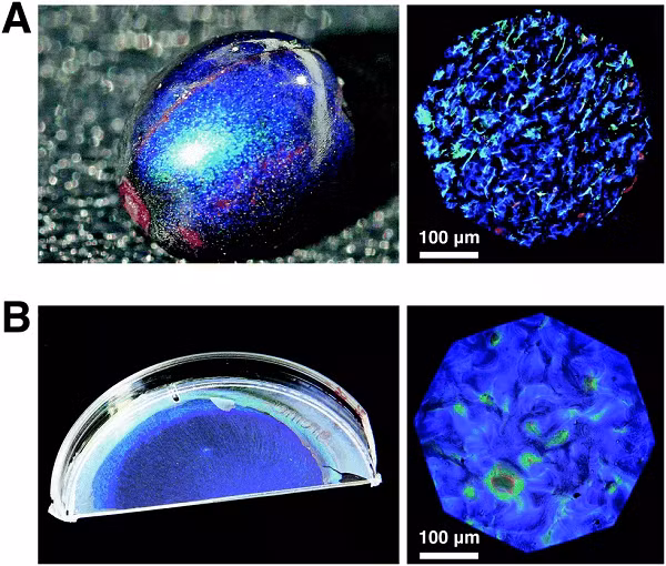 Ngoài việc phản xạ đơn giản ánh sáng có bước sóng cụ thể, cấu trúc helicoid của loại quả này còn làm cho ánh sáng của các bước sóng khác bị biến đổi để bước sóng hội tụ trong một phạm vi hẹp trước khi bị phản xạ, có tác dụng khuếch đại ánh sáng ở bước sóng cụ thể đó.