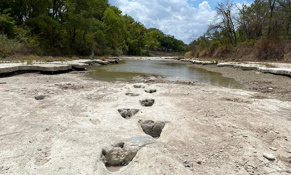 Hạn hán ở Texas, Mỹ, đã làm khô cạn một con sông chảy qua Công viên Thung lũng khủng long, để lộ ra những dấu chân của loài khủng long khổng lồ sống cách đây 113 triệu năm.