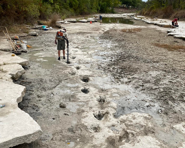 Hầu hết các dấu chân là của khủng long gai sống cao. Chúng nặng gần 7 tấn và cao 4,5 mét khi trưởng thành. Ngoài ra, còn có dấu chân của khủng long thần động đất, là loài vật nặng 44 tấn và cao hơn 18 mét khi trưởng thành.