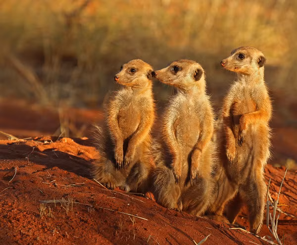 Cầy Meerkat còn có tên gọi khác cầy vằn, chồn đất, Chồn đất châu Phi, hồ cầy, chồn cầy là một loài động vật có vú nhỏ sinh sống tại các vùng sa mạc. Chúng sở hữu đôi mặt đặc biệt giúp chúng có thể kiếm ăn giữa trưa nắng gắt. Trong đôi mắt của chúng có các mảng màu đen, hoạt động như chiếc kính mát tự nhiên vậy.