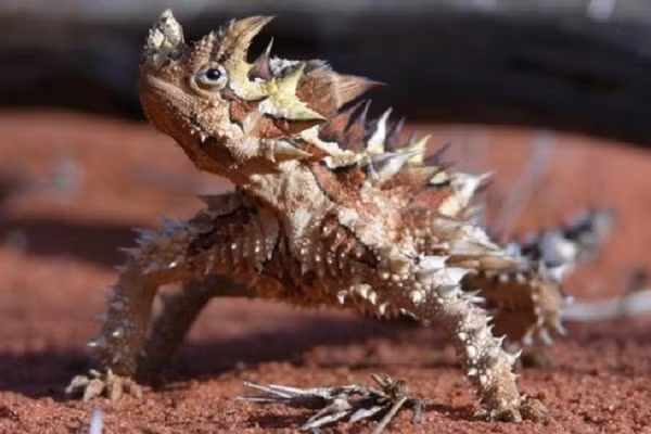 Tương tự như cơ chế tiếp nhận nước qua da ở loài thằn lằn gai Australia, những con thằn lằn sa mạc này sử dụng các đường truyền nước rất nhỏ, dạng ống, có tác dụng điều hướng nước đến thẳng miệng và hệ tiêu hóa của thằn lằn. Từ đó, mọi nguồn nước như mưa, cát ẩm đều được tận dụng triệt để.