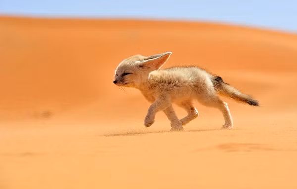 Cáo Fennec (Vulpes zerda) là loài cáo hoạt động về đếm môi trường sinh sống chủ yếu ở sa mạc Sahara, bán đảo Sinai, sa mạc Arava và sa mạc Ả Rập. Để sống sót tốt trong điều kiện khắc nghiệt ở sa mạc khô cằn loài cáo Fennec là đôi tai cực kỳ lớn. Đôi tai lớn không chỉ khiến khuôn mặt trở lên dễ thương mà còn là công cụ cụ xử lý nhiệt độ cơ thể đặc biệt hữu hiệu.