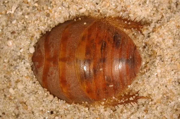 Hầu như không có loại bọ nào trên thế giới hiện nay có khả năng vượt qua độ khắc nghiệt của loài gián này trên sa mạc đầy nắng và gió. Arenivaga erratica (tiếng Latin là “kẻ lang thang trên cát”) là tên khoa học của chúng, sinh sống ở Mỹ. Để lại những đụn cát khi di chuyển, loài vật nhỏ bé này lại được trang bị những kỹ năng tuyệt vời để sống sót và tồn tại hoàn hảo.