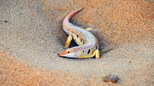 Thường được biết đến với tên tiếng Anh “Sandfish” nhưng lại không hoàn toàn là “cá” mà thực ra đó là một con thằn lằn. Loài vật nhỏ bé này lại chứng tỏ mình là một chuyên gia sắc sảo trong môi trường khắc nghiệt bậc nhất thế giới.