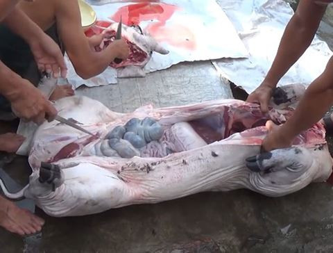 Thời điểm tết và sau tết nguyên đán thường là giai đoạn cao điểm bùng phát số bệnh nhân nhiễm liên cầu khuẩn lợn do tập quán giết mổ lợn dịp đầu năm...