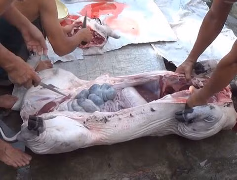 Thời điểm tết và sau tết nguyên đán thường là giai đoạn cao điểm bùng phát số bệnh nhân nhiễm liên cầu khuẩn lợn do tập quán giết mổ lợn dịp đầu năm...