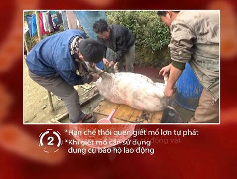 Không nên giết mổ lợn tự phát hoặc không sử dụng dụng cụ bảo hộ lao động khi giết mổ lợn để phòng tránh nhiễm liên cầu khuẩn lợn