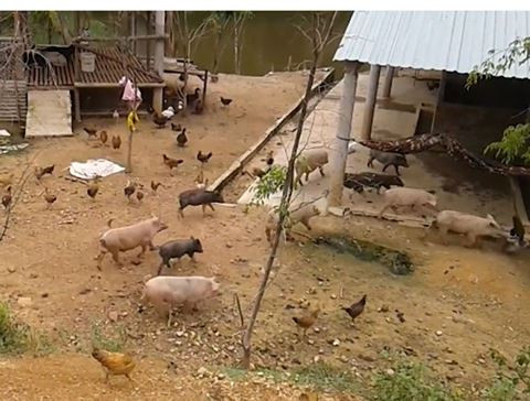 Việc chăn nuôi hộ gia đình, không được kiểm dịch cũng khiến dịch bệnh có thể lây lan nhanh chóng