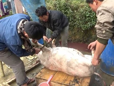 Thói quen giết mổ lợn tự phát là một trong những nguyên nhân gây ra bệnh liên cầu khuẩn lợn