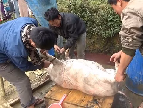 Thói quen giết mổ lợn tự phát là một trong những nguyên nhân gây ra bệnh liên cầu khuẩn lợn