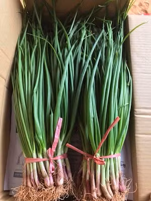 Trong khi đó, chất kaempferol giúp giảm rủi ro liên quan tới ung thư buồng trứng ở phụ nữ ít nhất là 40%. Ảnh xuatxuuc.