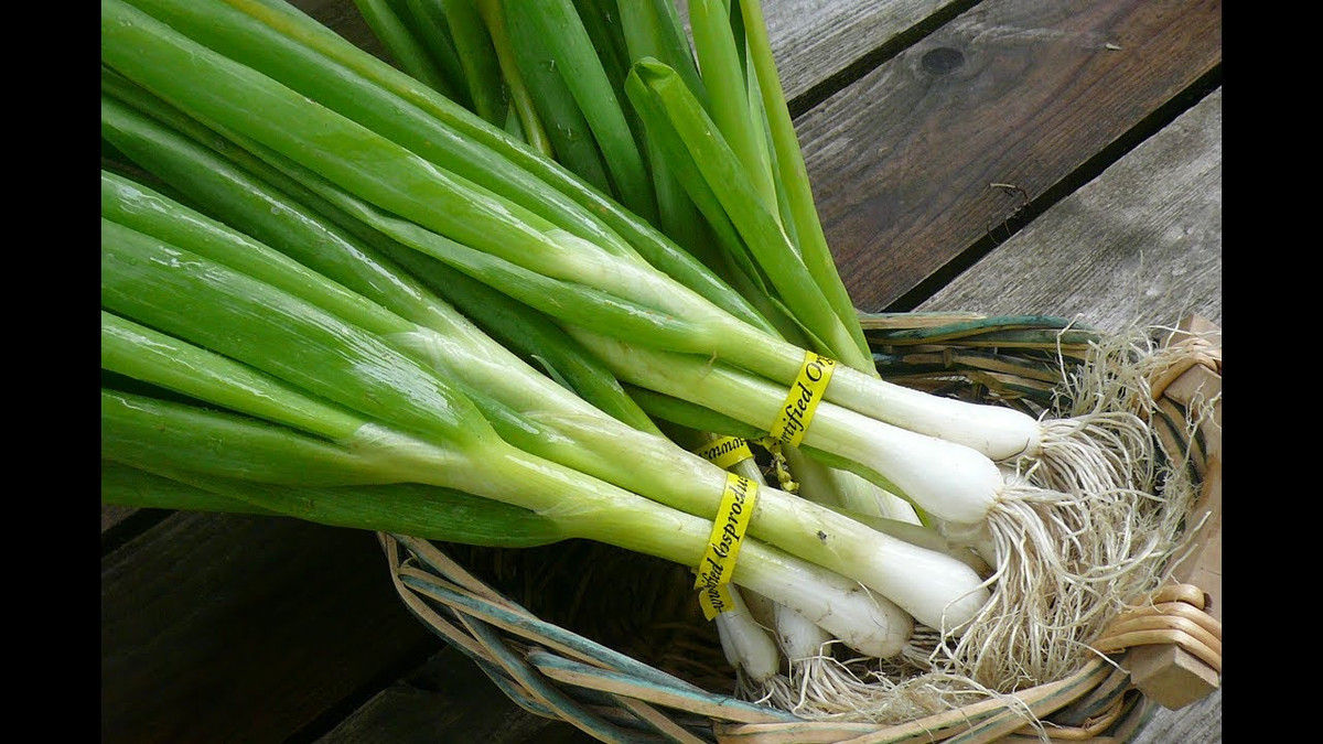 Hành lá còn được chứng minh là có khả năng kháng khuẩn và kháng virus, vì vậy mà bạn nên ăn nhiều hành lá để có được lợi ích chống viêm hiệu quả. Ảnh bacsi24x7.