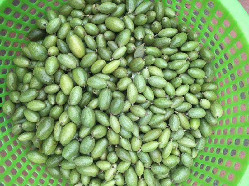 Công dụng của quả nhót đầu tiên phải kể đến là chữa bệnh hô hấp như ho, ho ra máu, hen phế quản. Ảnh: Phunuvietnam.