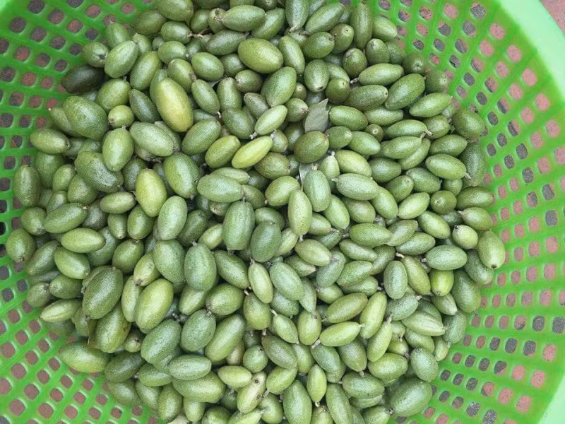 Công dụng của quả nhót đầu tiên phải kể đến là chữa bệnh hô hấp như ho, ho ra máu, hen phế quản. Ảnh: Phunuvietnam.