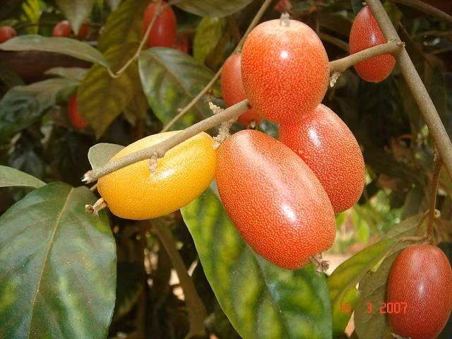 Bên cạnh đó, quả nhót cũng được sử dụng để trị tiêu chảy. Ảnh: baophunu.