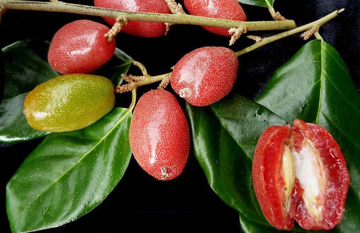 Quả nhót có thể sử dụng dưới dạng thuốc sắc hoặc tán bột để uống hàng ngày để chữa bệnh. Ảnh: Healthy-easy. 