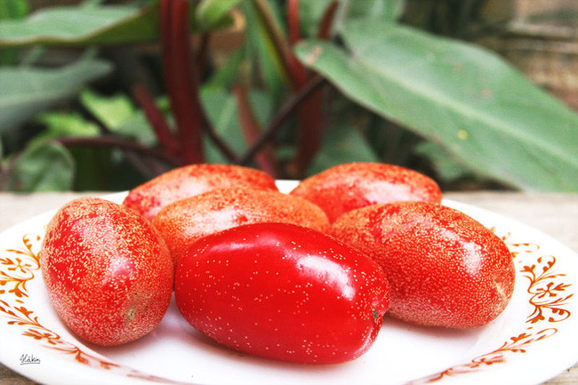 Theo các nghiên cứu khoa học, quả nhót chứa nhiều chất dinh dưỡng như vitamin C, canxi, một số hợp chất chống oxy hóa,... Ảnh: Alobacsi.