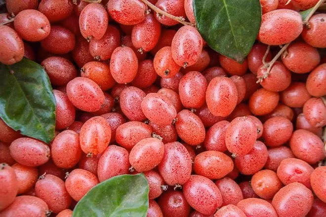  Quả nhót không chỉ là một loại cây ăn quả mà còn được dùng như một loại gia vị để nấu canh chua. Ảnh: Khoahoc.