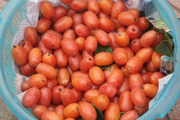 Bạn chỉ cần sắc 10 quả nhót xanh với rễ cây nhót và rễ cây mơ lấy nước uống 3 lần/ngày, bệnh sẽ sớm khỏi. Ảnh: Drbacsi. 