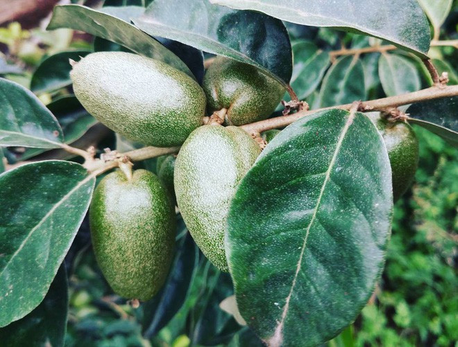 Bạn chỉ cần sắc từ 6g - 12g quả nhót uống hằng ngày cho đến khi bệnh thuyên giảm. Ảnh: teen1s.