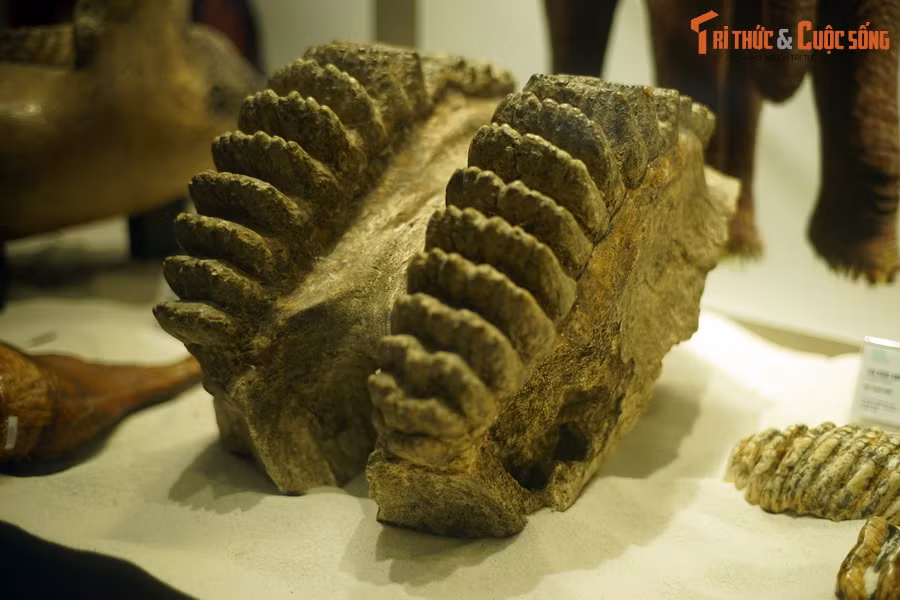 Hóa thạch răng voi răng kiếm Stegodon orientalis, sống tại thế Pleistocene muộn, cách đây 40.000 - 15.000 năm, tìm thấy trong trầm tích hang động tại huyện Tuần Giáo, tỉnh Điện Biên, Việt Nam.