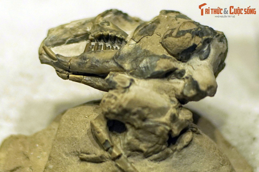 Hóa thạch sọ loài thỏ cổ Palaeolagus haydeni, sống tại thế Oligocene (33-23 triệu năm trước), tìm thấy tại bang Nebraska, Mỹ.