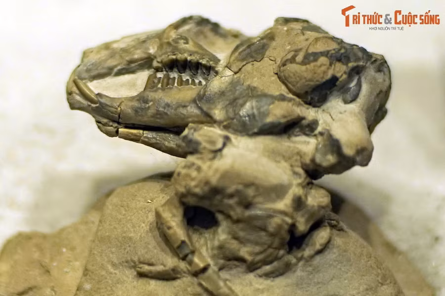 Hóa thạch sọ loài thỏ cổ Palaeolagus haydeni, sống tại thế Oligocene (33-23 triệu năm trước), tìm thấy tại bang Nebraska, Mỹ.