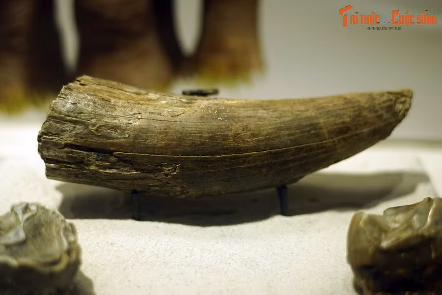  Hóa thạch ngà voi cổ Deinotherium (Prodeinotherium bavaicum), sống tại thế Miocene, cách đây 23-5,3 triệu năm, tìm thấy trong trầm tích hang động ở Bavaria, Đức.