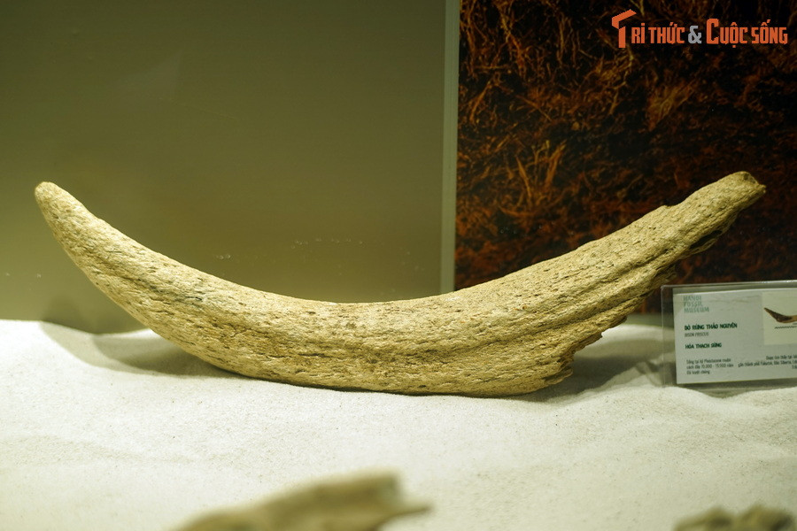 Hóa thạch sừng bò rừng thảo nguyên (Bison priscus), sống tại thế Pleistocene muộn, cách đây 70.000-15.000 năm, tìm thấy trong trầm tích tại bờ sông Lena, gần thành phố Yakutsk, Bắc Siberia, Liên bang Nga.