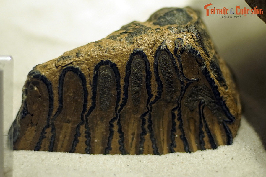 Hóa thạch răng voi ngà thẳng Palaeoloxodon antiquus, sống tại thế Pleistocene, cách đây 2,58 triệu-12.000 năm, tìm thấy trong trầm tích sông - hố sỏi tại lưu vực sông Heidelberg, Đức.