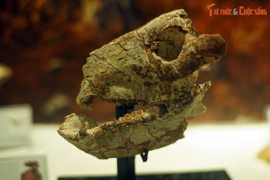 Hóa thạch sọ loài thú móng guốc chẵn cổ Merycoidodon culbertsonii, sống tại thế Oligocene (33-23 triệu năm trước), tìm thấy tại bang Mỹ.