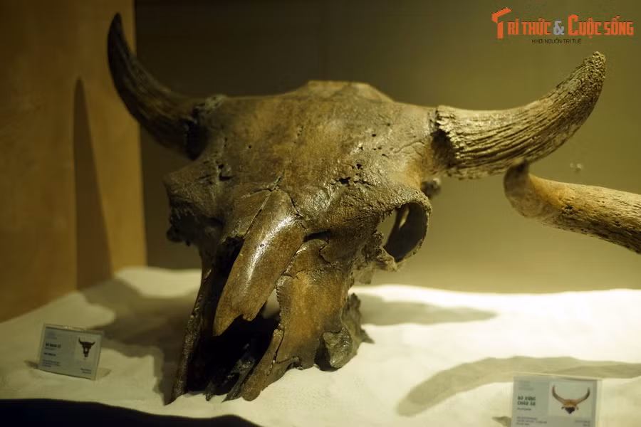 Hóa thạch sọ bò bison cổ (Bison antiquus), sống tại thế Pleistocene muộn, cách đây 20.000-10.000 năm, tìm thấy tại bang Iowa, Mỹ.