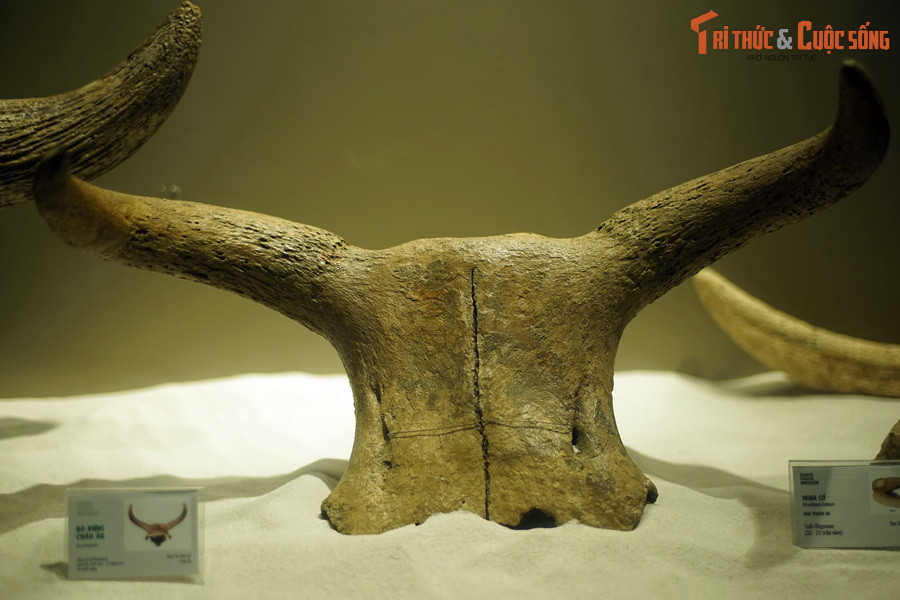 Hóa thạch sọ bò rừng châu Âu (Bos primigenius), sống tại thế Pleistocene, cách đây 2,58 triệu - 12.000 năm, tìm thấy tại châu Âu.