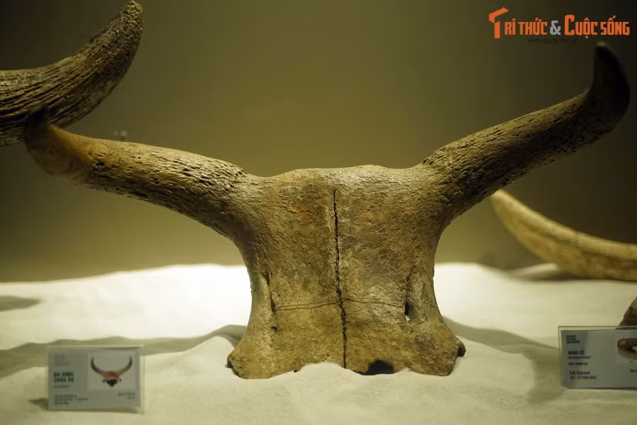 Hóa thạch sọ bò rừng châu Âu (Bos primigenius), sống tại thế Pleistocene, cách đây 2,58 triệu - 12.000 năm, tìm thấy tại châu Âu.