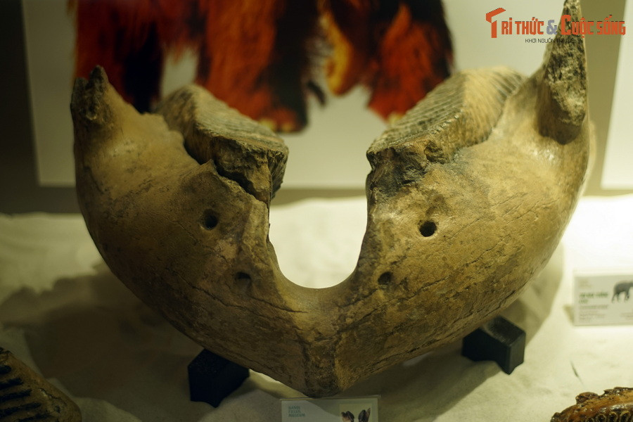Hóa thạch hàm dưới voi ma-mút lông Mammuthus primigenius, sống tại thế Pleistocene, cách đây 774.000 năm, tìm thấy trong trầm tích hang động tại Darmstasd, Đức.