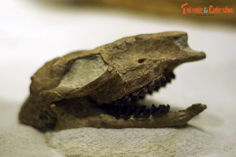  Hóa thạch sọ loài ngựa cổ Mesohippus babouri, sống tại thế Oligocene (33-23 triệu năm trước), tìm thấy tại Mỹ.