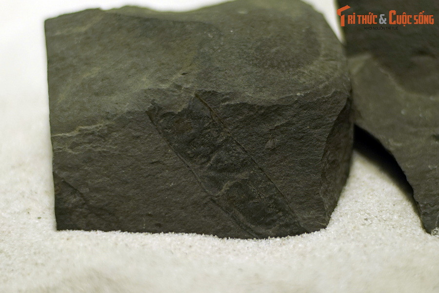 Đây là hóa thạch quả cây sống rắn (chi Albizia) sống tại thế thế Miocen – kỷ Neogen, được tìm thấy tại TP Yên Bái. Cây sống rắn là loài thực vật có hoa trong họ Đậu, có đặc điểm là cây gỗ, cỡ nhỡ mọc đứng hoặc mọc leo.