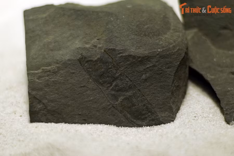 Đây là hóa thạch quả cây sống rắn (chi Albizia) sống tại thế thế Miocen – kỷ Neogen, được tìm thấy tại TP Yên Bái. Cây sống rắn là loài thực vật có hoa trong họ Đậu, có đặc điểm là cây gỗ, cỡ nhỡ mọc đứng hoặc mọc leo.