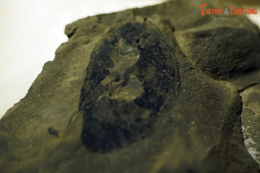 Nằm trong họ Đậu, chi Bauhinia có trên 300 loài, phân bố rộng khắp trên toàn thế giới ở các miền nhiệt đới và cận nhiệt đới. Ở Việt Nam hiện nay có hơn 40 loài khác nhau. Đây là loài cây tạo cảnh quan và bóng mát cho các khu đô thị và công viên ở nước ta.