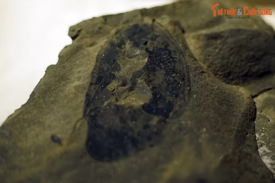 Nằm trong họ Đậu, chi Bauhinia có trên 300 loài, phân bố rộng khắp trên toàn thế giới ở các miền nhiệt đới và cận nhiệt đới. Ở Việt Nam hiện nay có hơn 40 loài khác nhau. Đây là loài cây tạo cảnh quan và bóng mát cho các khu đô thị và công viên ở nước ta.