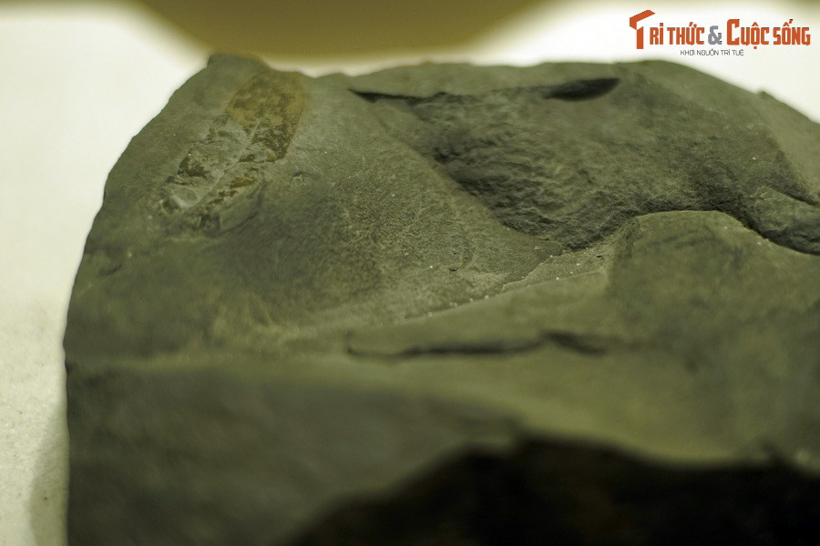 Chi Salix là một chi lớn của họ Liễu, gồm 520 loài còn tồn tại. Các loài của chi này phần lớn phân bố ở các vùng ôn đới lạnh của Bắc bán cầu, một số ở Nam bán cầu. Trong đó, có 5 loài được ghi nhận ở Việt Nam.