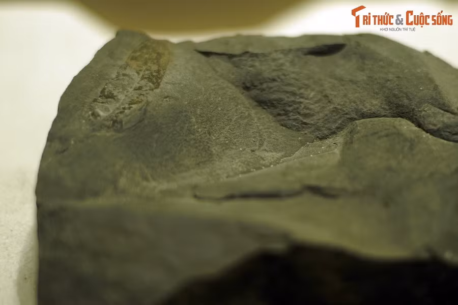 Chi Salix là một chi lớn của họ Liễu, gồm 520 loài còn tồn tại. Các loài của chi này phần lớn phân bố ở các vùng ôn đới lạnh của Bắc bán cầu, một số ở Nam bán cầu. Trong đó, có 5 loài được ghi nhận ở Việt Nam.